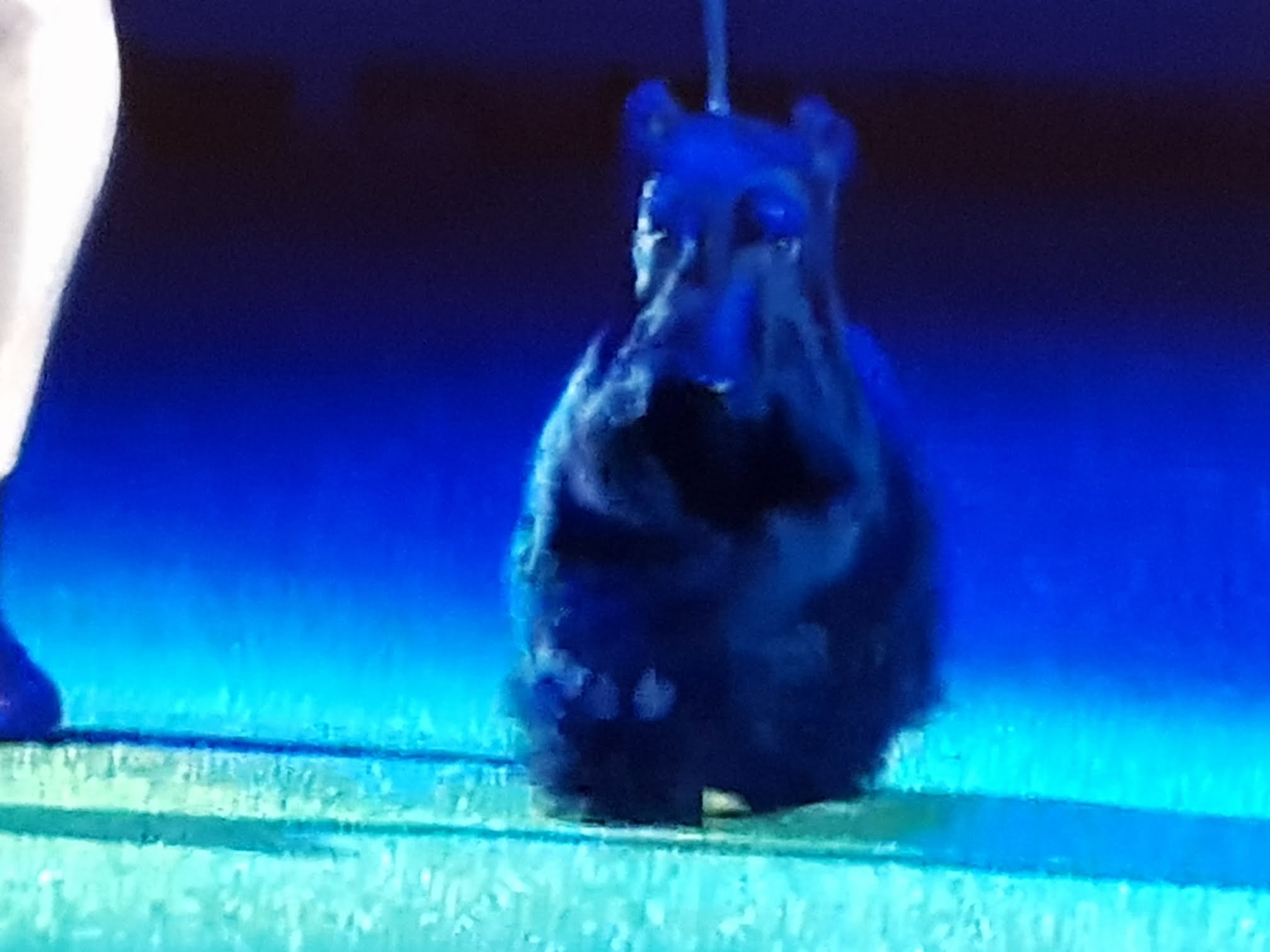 Bopping Along At Crufts