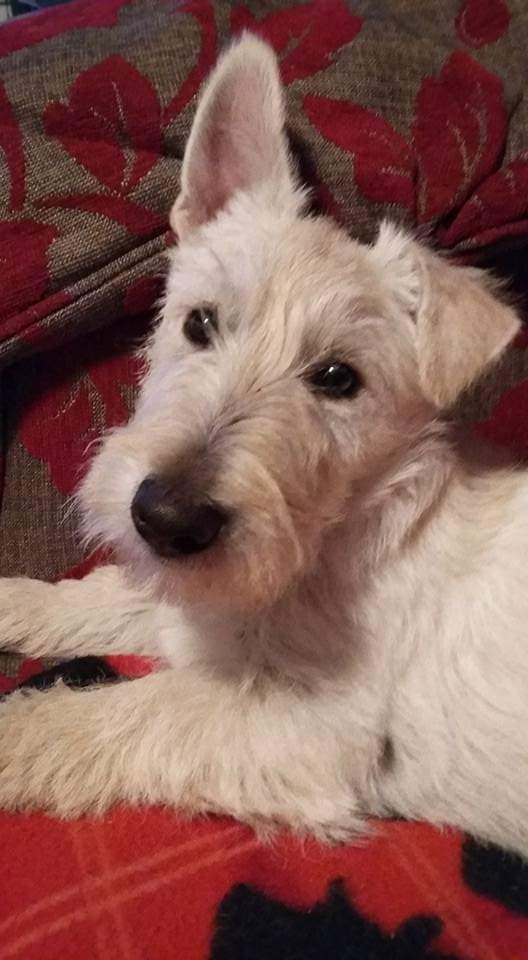 That was…The Year of the Dog: Phoenix