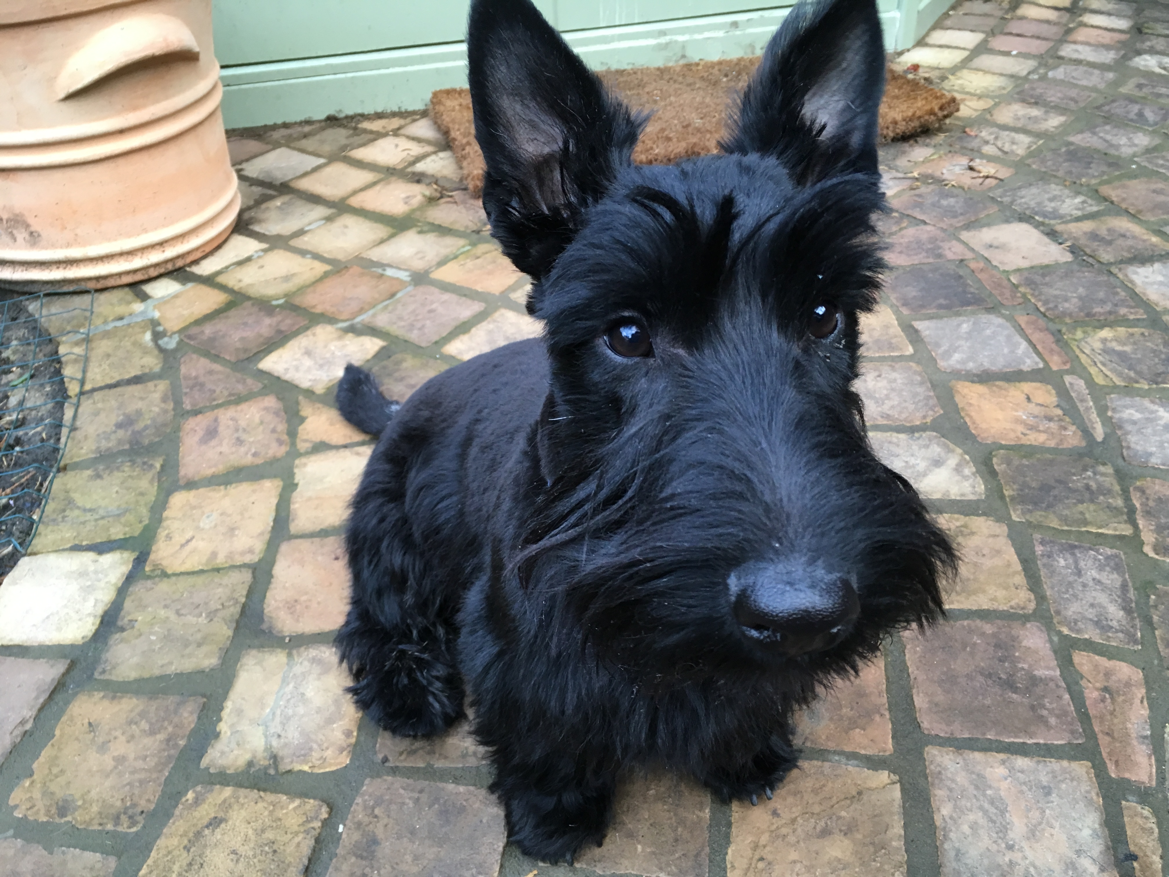 That was…The Year Of the Dog: Archie