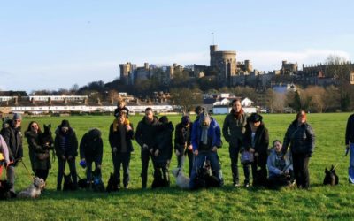 Scottish Terriers from Scottie Club UK stroll through Windsor and Eton
