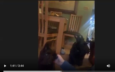 Scotties Zoom-in