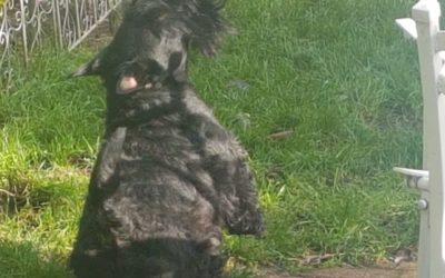 Zoom showstopper for the NHS