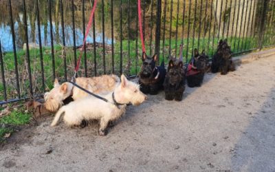 London Scotties make headlines even during Coronavirus