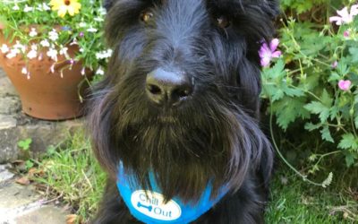 Hot dog or cool dude?