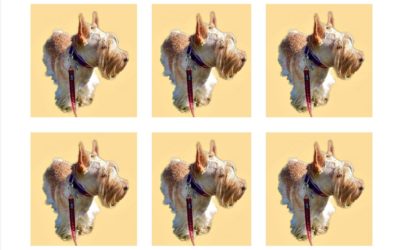 Lights, Camera, Member Tag