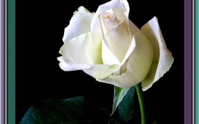 A lasting tribute to our friends