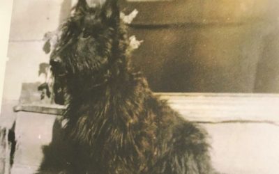 EP 08: Newshound Attacked by a Scottie!