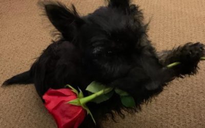 Happy Scottie Valentine’s Day!