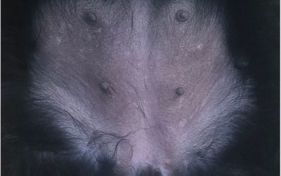 Foxed! Is that a Badger in your Tummy?