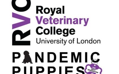 Scottie Puppies 2021 – Survey