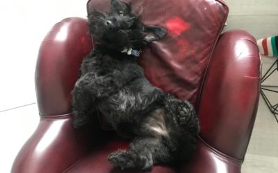 Heigh Ho It’s off to workplace we go!