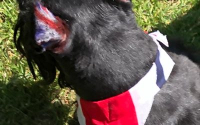 Scotties thank Her Majesty for 490 years