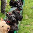 Fast Scottie Train to Brockwell Park