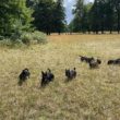 Mooching About In Morden (Hall Park)