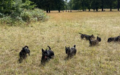 Mooching About In Morden (Hall Park)