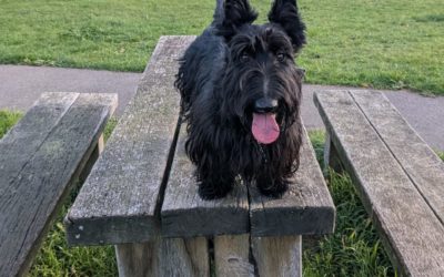 Bluebirds over Hornchurch