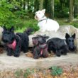 Highland Cows and Scotties…Sussex