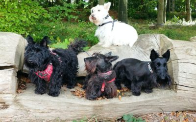 Highland Cows and Scotties…Sussex