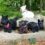 Highland Cows and Scotties…Sussex